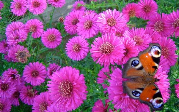 Flori Aster in decoratiunile de nunta